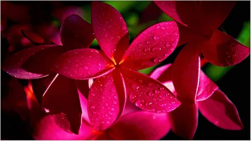 Vista 2 de 4 Pk Hawaiian Red Plumeria Frangipani Planta de esquejes - Descuento Hawaiiangifts