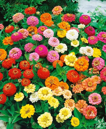 Vista 4 de Semillas Flores Hermoso Enano Zinnia Elegans Midget Lilliput Mix Anual - 100 Semillas