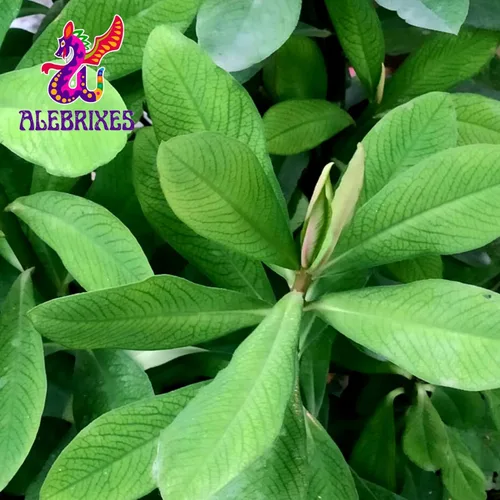 Vista 2 de Alebrixes Té de hierbas Moronel (6 onzas) Té de hierbas Moronel de calidad premium Te Planta de la Vida - Té de hierbas sueltas Artesanal