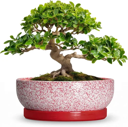 Vista 30 de Succulent Pots, 6 Inch Ceramic Bonsai Pots with Saucer, Blue