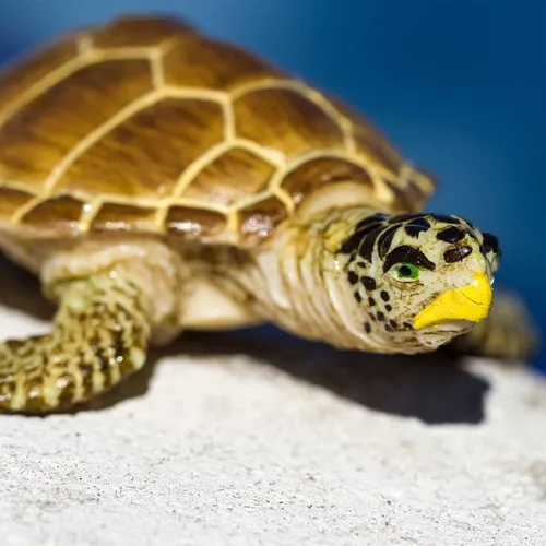 Vista 2 de Safari Ltd. Loggerhead - Figura de tortuga pintada a mano, realista de 3.75 pulgadas, juguete educativo para niños, niñas y niños a partir de 3 años
