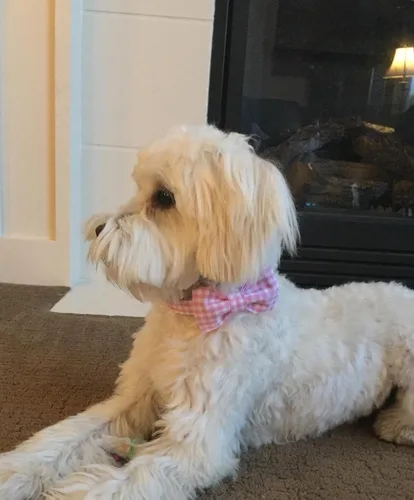 Vista 43 de Lionet Paws Collar de perro de Halloween con corbatín, bonito collar de algodón ajustable con hebilla de metal para perros pequeños, medianos y A