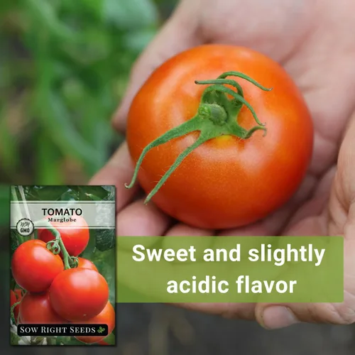 Vista 5 de Sow Right Seeds - Semillas de tomate Marglobe para plantar - Paquete de reliquia sin OMG con instrucciones para plantar y cultivar un huerto casero