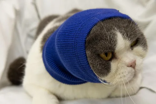 Vista 6 de Paquete de 2 protectores de orejas de gato sin arañazos para el cuidado de heridas 1azul+1 gris
