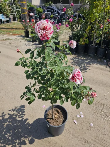 Vista 11 de Árbol de rosas, planta de floración viva, 4-5 pies de alto, refloreciendo todo el año, maceta de 5 galones