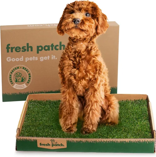 Vista 11 de Fresh Patch Mini parche de césped real para perros, gatos y mascotas pequeñas de menos de 8 libras, almohadillas desechables para orinar