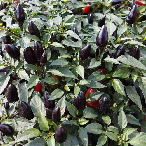 Vista 5 de CHUXAY GARDEN Semilla de pimienta ornamental de olivo negro, 10 semillas, planta anual de hierbas, plantación masiva, ideal para plantar