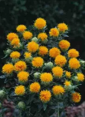 Vista 2 de 300 Semillas Amarillo Naranja Flor de Cártamo Azafrán Carthamus Tinctorius #SDF01