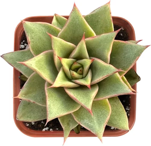 Vista 2 de Suculenta Viva Echeveria 'Mazes', Aproximadamente 2 pulgadas de Grande, Suculentas en Maceta, Completamente Enraizadas, Plantas de Interior de Fácil