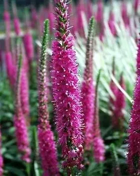 Vista 2 de 50 colores mixtos Veronica Sightseeing Mix (Spike Speedwell) Veronica Spicata Flower Seeds