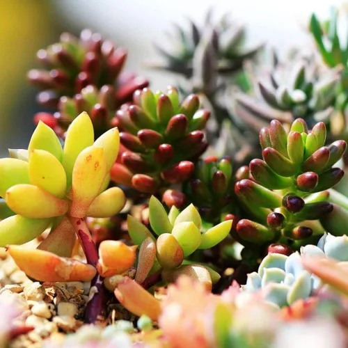 Vista 4 de Suculentas Mezcla De Planta Rara Exótica Cactus Flor Suculentas 200 Semillas
