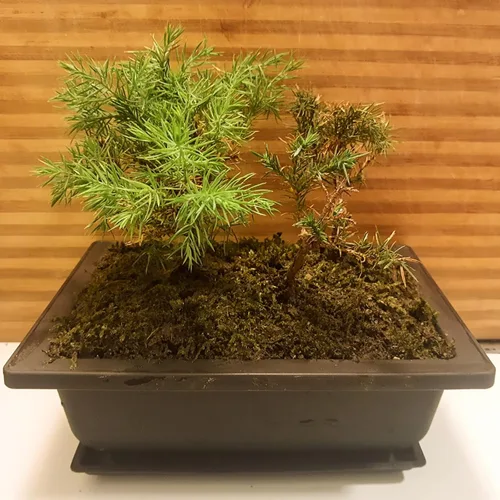 Vista 8 de MOUYAT 15 macetas de entrenamiento para bonsái de 8.9 pulgadas, maceta rectangular de plástico grande para plantas, jardín, patio, oficina, balcón