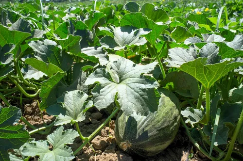 Vista 5 de 50 PIEL de SAPO Melón Santa Claus Navidad Melón Verde Amarillo Cucumis Melo Semillas Frutas
