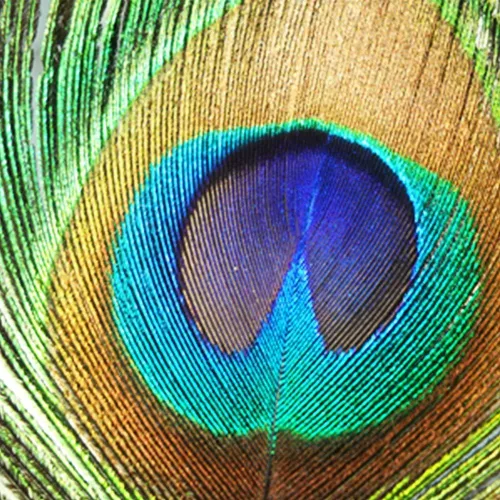 Vista 3 de 100 plumas de pavo real naturales con ojo