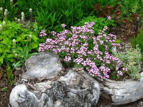 Vista 4 de 500 Semillas de flores de Saponaria Ocymoides Pink Rock