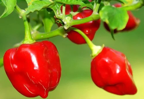 Vista 3 de Más de 35 semillas de pimiento picante para plantar habanero fantasma, mezcla de semillas de pimiento fantasma, rojo, naranja, amarillo, semillas