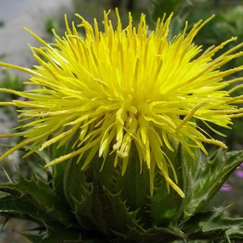 Vista 3 de Blessed Holy Thistle Seeds (Cnicus benedictus) Más de 10 semillas de hierbas medicinales raras en cápsulas de semillas congeladas para el jardinero