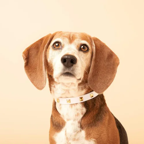 Vista 5 de SCAMPER & CO Collar de perro con hebilla chapada en oro amarillo de 18 quilates de bronce de 18 quilates con pirámide de microfibra, collar de perro