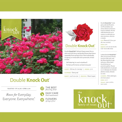 Vista 6 de Knockout Rosa doble, 1 galón, rojo cereza