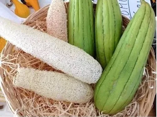 Vista 2 de Más de 10 semillas de calabaza Dishrag (Luffa suave, esponja, trapo) Largo - Verde vegetal