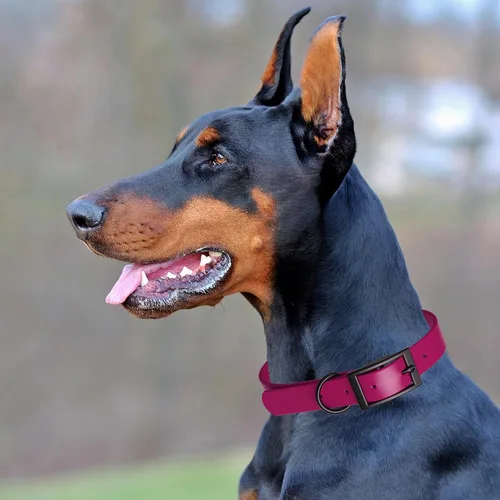 Vista 210 de Dogline Biothane - Collar impermeable para perro con hebilla de liberación rápida, resistente cincha de nailon recubierta con resistente y a prueba
