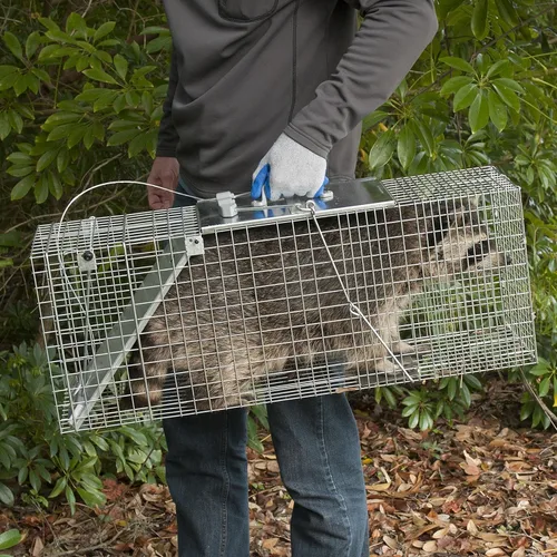 Vista 10 de Havahart 1085 - Trampa grande para animales vivos de 1 puerta, fácil de instalar, para armadillos, gatos, marmotas, ratas almizcleras, zorrillos