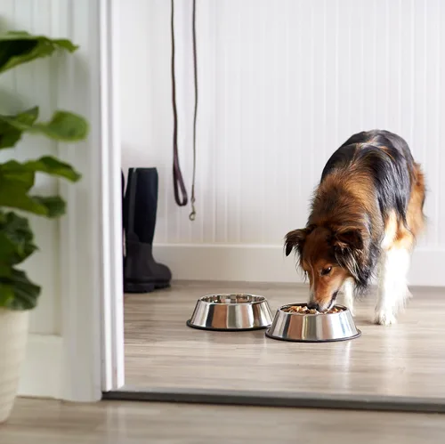 Vista 5 de Amazon Basics Cuenco antideslizante de acero inoxidable para agua y comida para perros, paquete de 2 (10 x 2.8 pulgadas), cada uno con capacidad