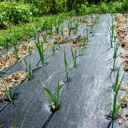 Vista 7 de Tela Barrera contra Malezas para Paisajismo Tela Resistente 3 pies x 100 pies Tela para Jardín Alfombra contra Malezas Cubierta de Suelo, Tela