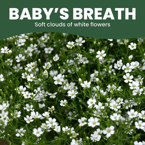 Vista 3 de Baby's Breath - 4,000 semillas para plantar - Temporada 2026 - Bolsa de 0.18 oz