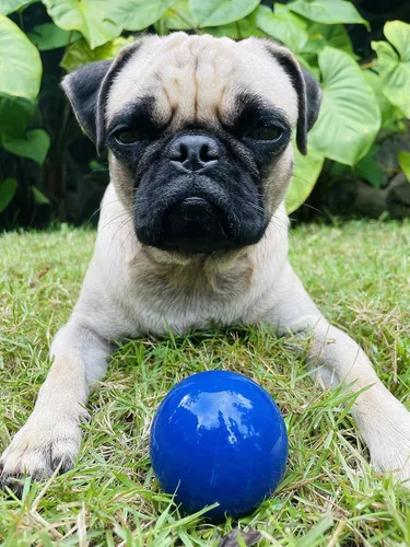 Vista 8 de SuperChewer - Pelota de juguete resistente para perros, reemplazo de por vida, goma natural fuerte, gran juguete para buscar perros, juguetes