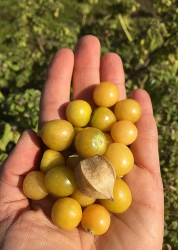 Vista 8 de Gaea's Blessing Semillas – Semillas de tomatillo – Semillas de reliquia sin OMG con instrucciones de siembra fáciles de seguir – Polinizadas La tía