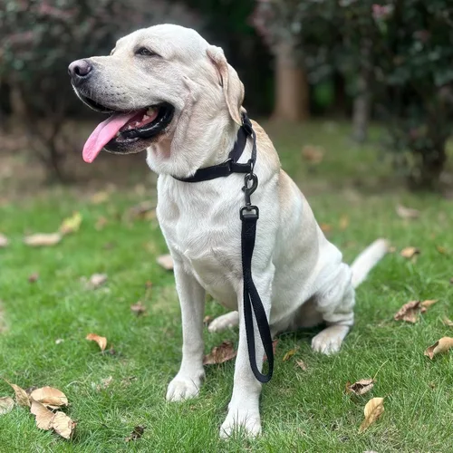 Vista 6 de Correa corta de alta calidad para perros de 12 pulgadas con nailon resistente y cómodo mango acolchado para perros gigantes de razas grandes