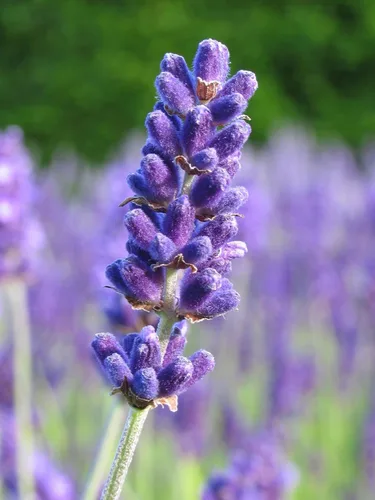 Vista 3 de Planta de lavanda inglesa Hierbas no transgénicas para plantar