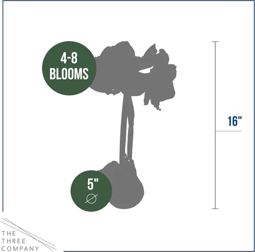 Vista 5 de Bombilla de amarilis encerada, suéter negro decorativo, flores rojas, fácil cuidado, no necesita riego