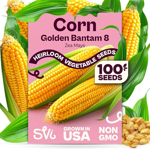 Vista 9 de SVI 250 Clemson Spineless 80 semillas de okra (Abelmoschus esculentus) - Paquetes de semillas de okra sin espinas Clemson, rendimientos pesados