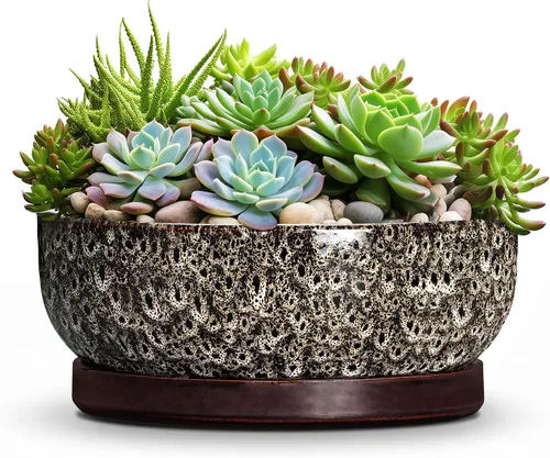 Vista 36 de Succulent Pots, 6 Inch Ceramic Bonsai Pots with Saucer, Blue