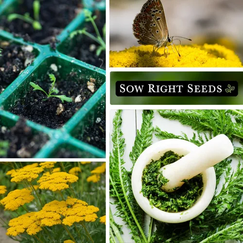 Vista 4 de Sow Right Seeds - Semillas de flores doradas de milenrama de Achillea para plantar - Flores para plantar en tu jardín - Paquete de reliquia sin OMG