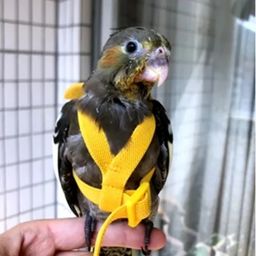 Vista 6 de 3 piezas de arnés volador loro traje mascota pájaro al aire libre entrenamiento cuerda cacatúa suministros guacamayo accesorios cosas para budgie
