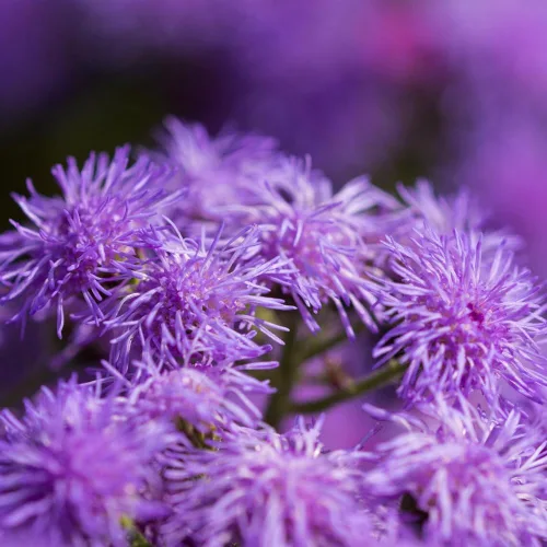 Vista 7 de 100 semillas Ageratum Blue Mistflower
