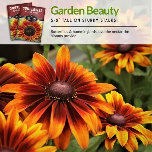 Vista 6 de Survival Garden Seeds - Semilla de girasol de Autumn Beauty para plantar - Paquete con instrucciones para plantar y cultivar flores hermosas