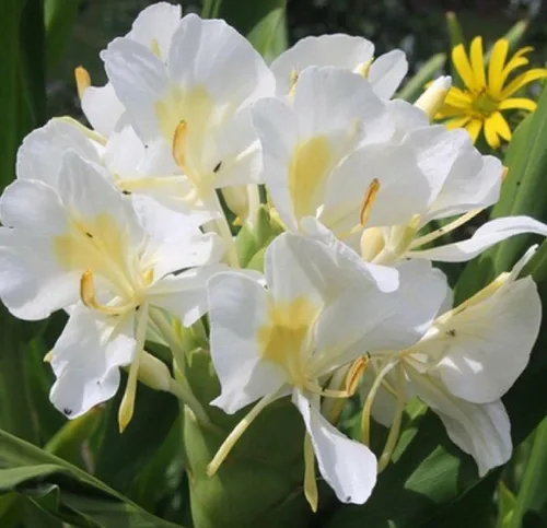 Vista 3 de Rizomas de plantas de jengibre blanco hawaiano 4 paquetes
