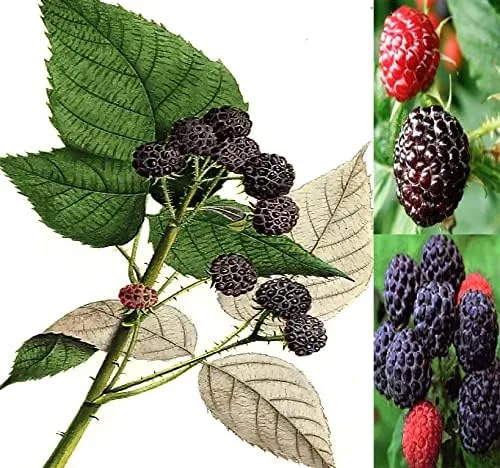 Vista 6 de MySeeds.Co - Paquete grande de semillas de supervivencia con flores de supervivencia, exóticas raras sin OMG y variedad reliquia, cantidad limitada