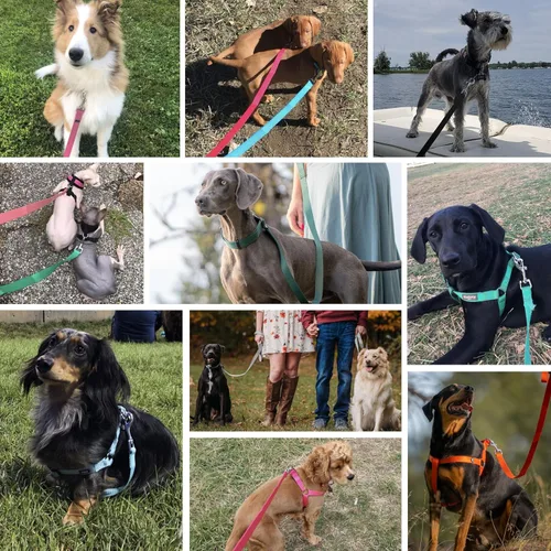 Vista 26 de Blueberry Pet - Correa Essentials clásica para perro con más de 20 colores, duradera, doble asa y de cuerda
