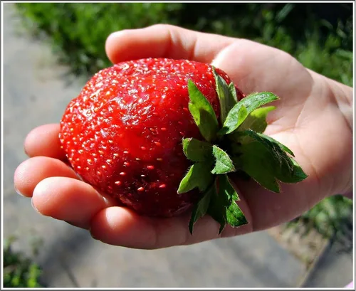 Vista 4 de Semillas Fresa Jardín Everbearing Frutas trepadoras No GMO para plantar