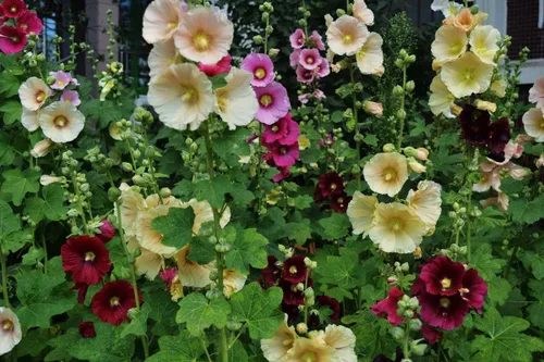 Vista 4 de Semillas Hollyhock Spring Double Mix Malva Flores perennes para plantar