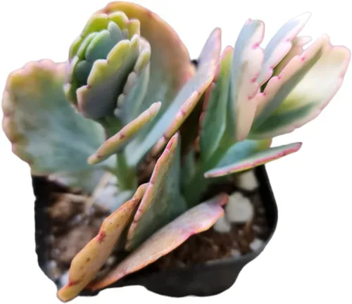 Vista 9 de Plantas suculentas de cactus vivos de USKC (2 "Pot Aloe Juvenna 'Tiger Tooth Aloe')