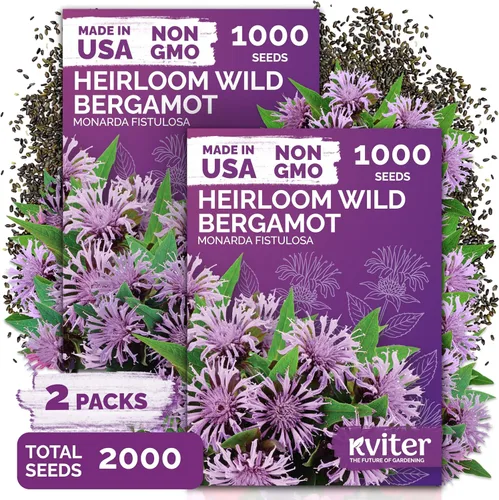 Vista 11 de KVITER 2000 semillas de encaje de la reina blanca Anne (Ammi Majus), paquete de 2 – Flor de obispo, reliquia, flor silvestre orgánica y sin OMG