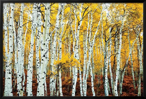 Vista 2 de AllPosters Póster de pared Aspen Grove - Marco amarillo sobre negro, 36 x 24 pulgadas