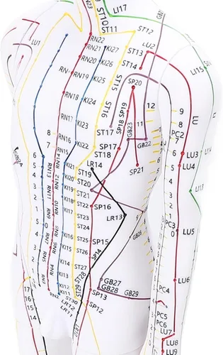 Vista 9 de Modelo de acupuntura de cuerpo humano de 20.5 in, modelo de acupuntura de punto de presión de maniquí de enseñanza de chino masculino/femenino