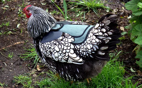 Vista 5 de DOWN UNDER OUTDOORS Sillín para pollo mediano-grande con correas ajustables, delantal para pollo, protector de aves de corral, suministros para Azul